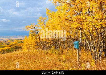 Blaue Vogelkiste umgeben von Herbstbirken vor blauer Himmelslandschaft in den Prärien von Southern Alberta in der Nähe von Calgary, Kanada. Die Natur ist wieder da Stockfoto