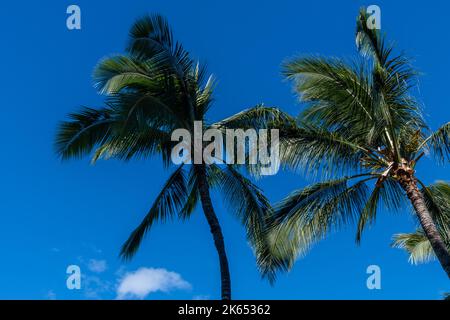 Auf Oahu, Hawaii, liegen zwei Palmen vor einem wunderschönen tropischen Himmel Stockfoto