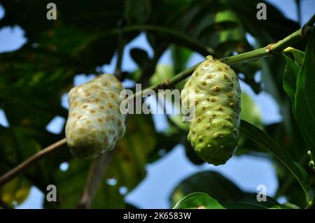 Morinda citrifolia oder Noni Fruit ist ein fruchttragender Baum in der Kaffeefamilie Rubiaceae Stockfoto