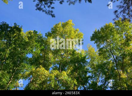 Baumkronen im Frühherbst. Zweige mit gelben Blättern auf blauem Himmel Hintergrund. Nowosibirsk, Sibirien, Russland, 2022 Stockfoto