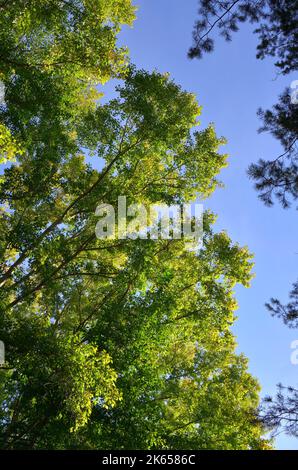 Baumkronen im Frühherbst. Zweige mit gelben Blättern auf blauem Himmel Hintergrund. Nowosibirsk, Sibirien, Russland, 2022 Stockfoto