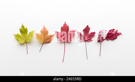 Eine Reihe von Ahornblättern von grün bis ausgetrocknet tiefrot zeigt Stufen des Herbstes. Stockfoto