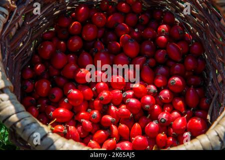 Frisch gepflückte rote Hagebutten Beeren in einem Weidenkorb. Rosa Canina Früchte. Stockfoto