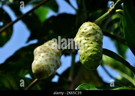 Morinda citrifolia oder Noni Fruit ist ein fruchttragender Baum in der Kaffeefamilie Rubiaceae Stockfoto