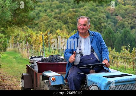 Senior man fährt Traktor mit Anhänger im Weinberg während der Herbsternte Stockfoto