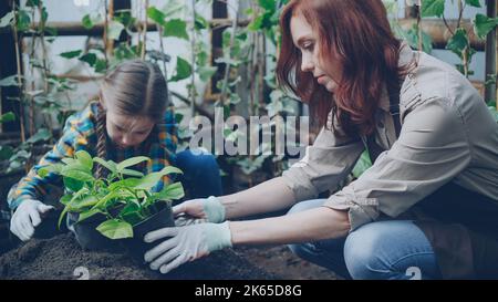 Die junge Gärtnerin und ihre entzückende Tochter legen Erde in Pflanzentöpfe, während sie Setzlinge im Gewächshaus anbauen. Gartenarbeit, glückliche Familie und Menschen Konzept. Stockfoto