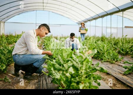 Es braucht Zeit und harte Arbeit. Eine Gruppe von Bauern, die in ihrem Gewächshaus zusammenarbeiten. Stockfoto