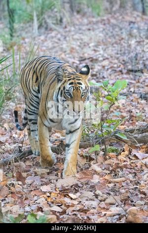 Ein Tiger, der im indischen Wald spaziert, Madhya Pradesh Stockfoto