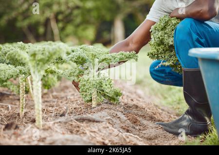 Sind Sie bereit für die Ernte. Ein nicht erkennbarer Bauer hockt sich und Ernte Grünkohl. Stockfoto