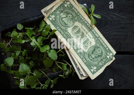 Dollar liegen in einem Topf mit grünem Gras auf schwarzem Holzhintergrund, Geldeinkommen und -Investitionen, Finanzen Stockfoto