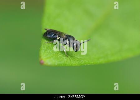 Nahaufnahme einer kleinen schwarzen Hündin, Hylaeus communis, die auf einem grünen Blatt im Garten auf einem grünen Hintergrund sitzt Stockfoto