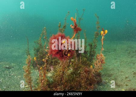 Bunte Algen des gemäßigten südlichen Pazifischen Ozeans in trübem Wasser auf flachem Boden aus grobem Sand und flachen Felsen. Ort: Leigh Neuseeland Stockfoto