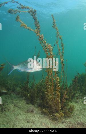 Australasian Snapper Pagrus auratus schwimmt in der Nähe von Braunalgen im seichten Wasser. Ort: Leigh Neuseeland Stockfoto