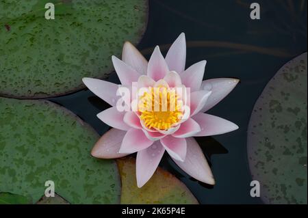 Eine blomende Lotusblume, umgeben von Seerosen Stockfoto