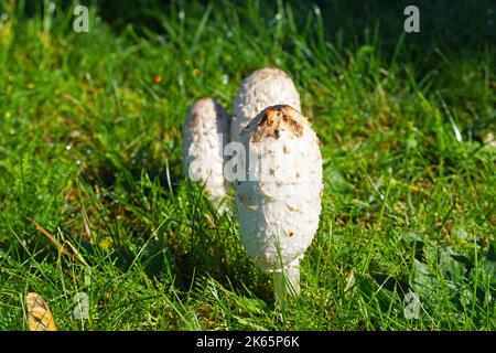 Junge, zottelige Tintenkappe. Pilz in Nahaufnahme. Zottelige Mähne. Stockfoto