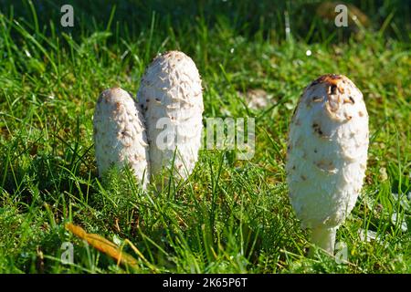 Junge, zottelige Tintenkappe. Pilz in Nahaufnahme. Zottelige Mähne. Stockfoto