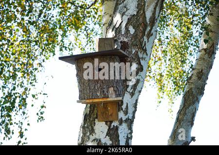 Rustikales Vogelhaus auf dem Stamm einer Birke. Stockfoto