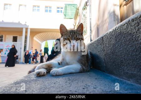 Porträt einer streunenden Katze auf der Treppe einer Moschee. Streunende Katzen aus Istanbul. Türkische Kultur Hintergrund Foto. Istanbul Türkei - 9.9.2022 Stockfoto