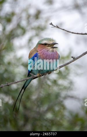 Ein Lilac Breasted Roller (Coracias caudatus) auf einem Ast. In diesem Bild befindet sich der Vogel mitten im Gespräch. Stockfoto