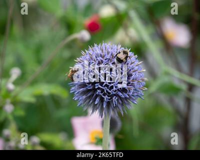 Hummel auf einer violetten Kugeldistel Stockfoto