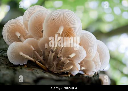 Cluster aus Porzellanpilz, weiße Pilze mit durchscheinender Kappe, auf einer verfaulenden Buche Stockfoto