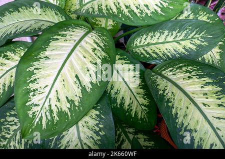 Aglonema Snow White Leaves, eine Zierpflanze, die auch als Königin der Pflanzen bekannt ist. Natürlicher Hintergrund. Stockfoto