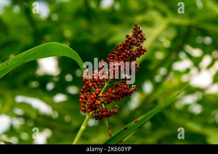 Nahaufnahme von Sorghum bicolor, Lösung für erneuerbare Energien. Ausgewählter Fokus Stockfoto