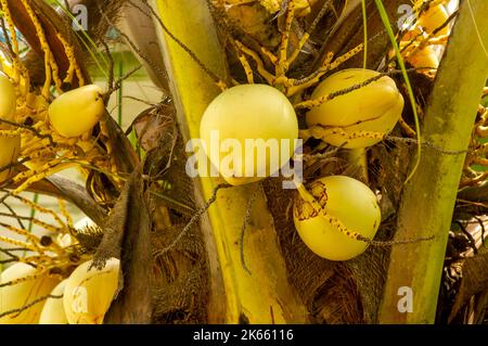 Kelapa Gading, junge Elfenbein-Kokosnüsse auf dem Baum Stockfoto