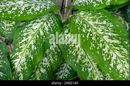 Aglonema Snow White Leaves, eine Zierpflanze, die auch als Königin der Pflanzen bekannt ist. Natürlicher Hintergrund. Stockfoto