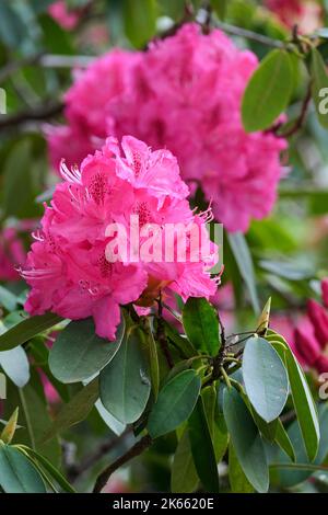 Rhododendron „Cynthia“. Tiefrosa Blüten im späten Frühjahr. Stockfoto