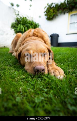 Ein zufriedener gelber Labrador Retriever Hund, der auf üppigem grünen Gras in einem Hüttengarten schläft Stockfoto