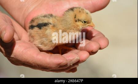 Ein kleines Hühnchen in den Händen Stockfoto