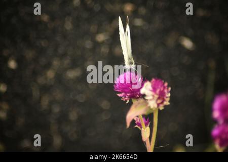 Srinagar, Indien. 11. Oktober 2022. In der Poonch-Gegend von Jammu und Kaschmir wurde ein Schmetterling gesehen, der Nektar von einer Blume sammelte. (Foto: Mubashir Hassan/Pacific Press) Quelle: Pacific Press Media Production Corp./Alamy Live News Stockfoto