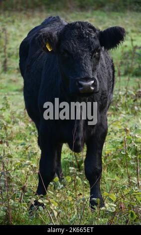 Eine Kuh in Einer Wiese am Hamble Common Stockfoto