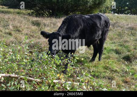 Eine Kuh in Einer Wiese am Hamble Common Stockfoto