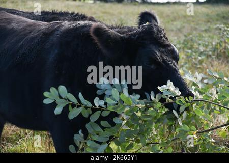 Eine Kuh in Einer Wiese am Hamble Common Stockfoto