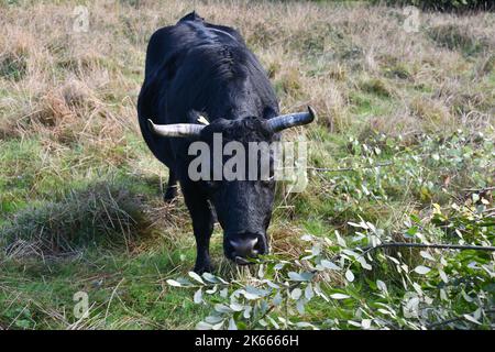 Ein Stier auf Einer Wiese am Hamble Common Stockfoto