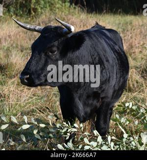 Ein Stier auf Einer Wiese am Hamble Common Stockfoto