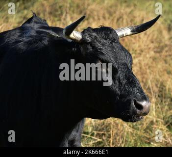 Ein Stier auf Einer Wiese am Hamble Common Stockfoto