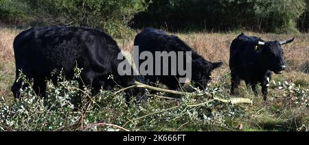 Ein Stier und zwei Kühe in Einer Wiese am Hamble Common Stockfoto