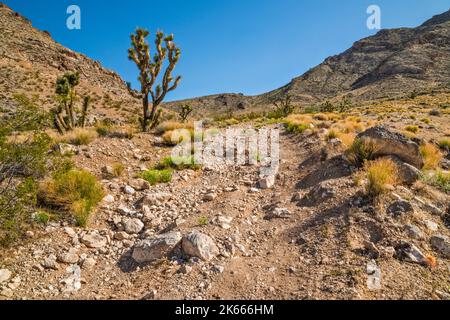 Joshua Trees, Feldweg in der Nähe des Joshua Tree Naturgebiets, Bulldog Knolls, Beaver Dam Mountains, Mojave Desert, Utah, USA Stockfoto