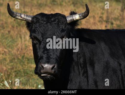 Ein Stier auf Einer Wiese am Hamble Common Stockfoto