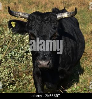 Ein Stier auf Einer Wiese am Hamble Common Stockfoto