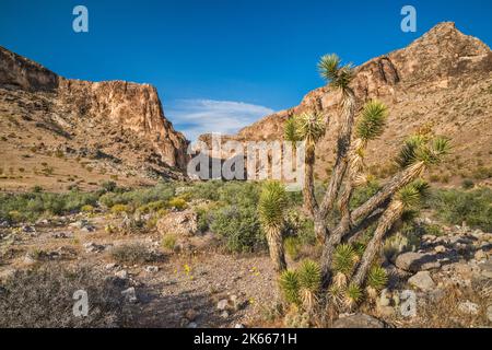 Joshua Trees in der Nähe des Canyons, der zum Joshua Tree Natural Area führt, Bulldog Knolls, Beaver Dam Mountains, Mojave Desert, Utah, USA Stockfoto