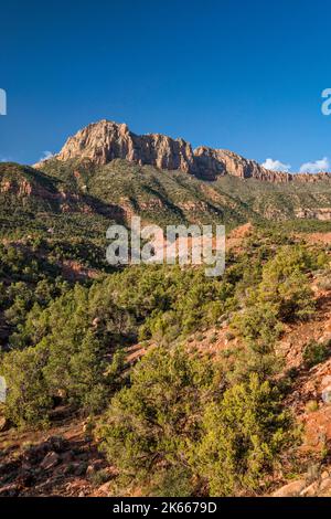 Smithsonian Butte, Pinyon Wacholderwald, Blick von der Smithsonian Butte Road, Canaan Mountain Wilderness, Utah, USA Stockfoto