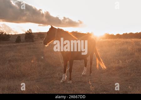 Rotpferd läuft im Herbst im Wald und auf dem Feld. Reiten, Unterhaltung für Touristen. Tierreisen. Pferdesport, extrem. Stockfoto