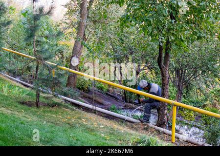 Bewässerung von Pflanzen durch einen Gartenarbeiter mit einem Schlauch Stockfoto