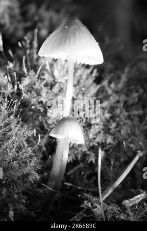 Zwei filigrane kleine Pilze in schwarz-weiß fotografiert, auf Moos mit Lichtfleck im Wald. Waldboden. Makroaufnahme aus der Natur Stockfoto