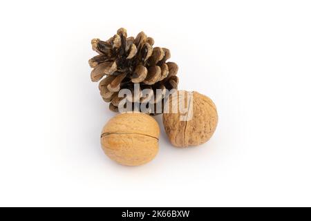 Pinienkegel und Walnüsse, isoliert auf weißem Hintergrund Stockfoto