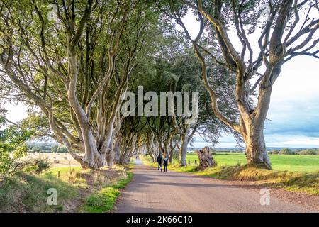 Der Dark Hedges-Baumtunnel in Ballymoney, Nordirland, Großbritannien Stockfoto